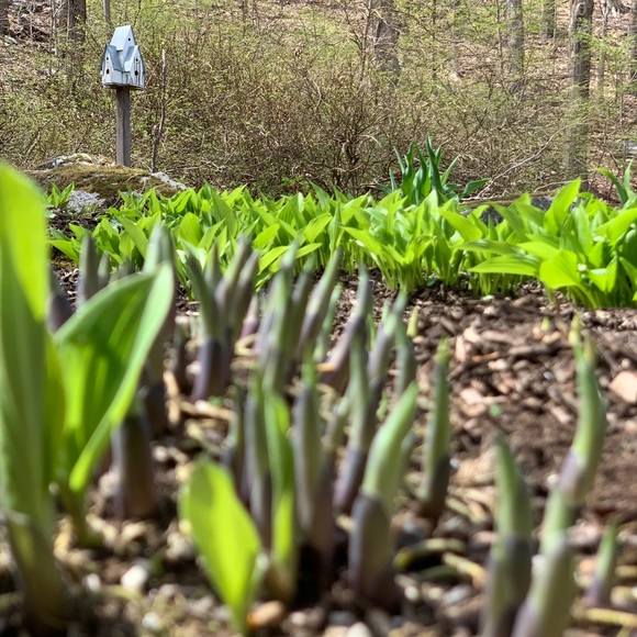 Meet your Posher, Lass (Copy) - Picture 9 of 12